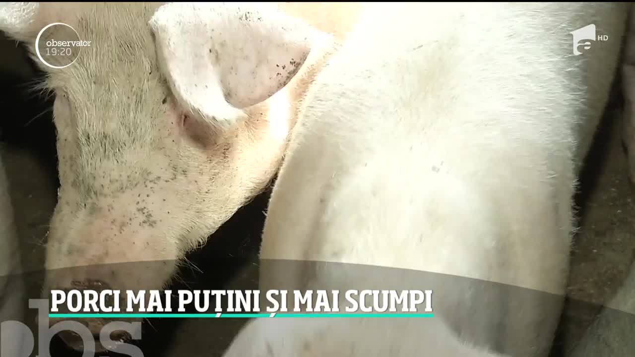 Porci mai puțini și mai scumpi. &Icirc;n satele afectate de pestă, localnicii se tem să mai v&acirc;ndă la necunoscuţi