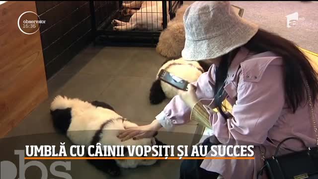 C&acirc;ini vopsiţi &icirc;n urşi Panda, atracțiile unei cafenele din China