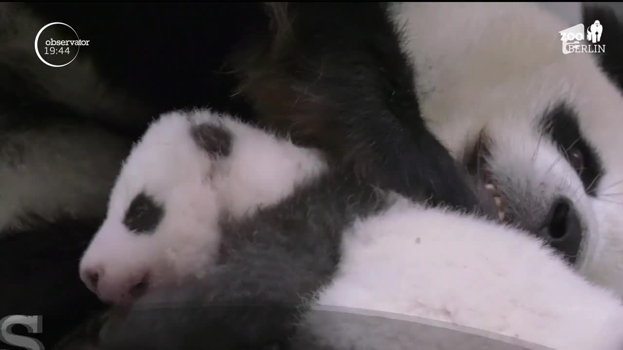Re&icirc;nt&acirc;lnire emoţionantă pentru doi pui de panda, gemeni identici. Povestea lor