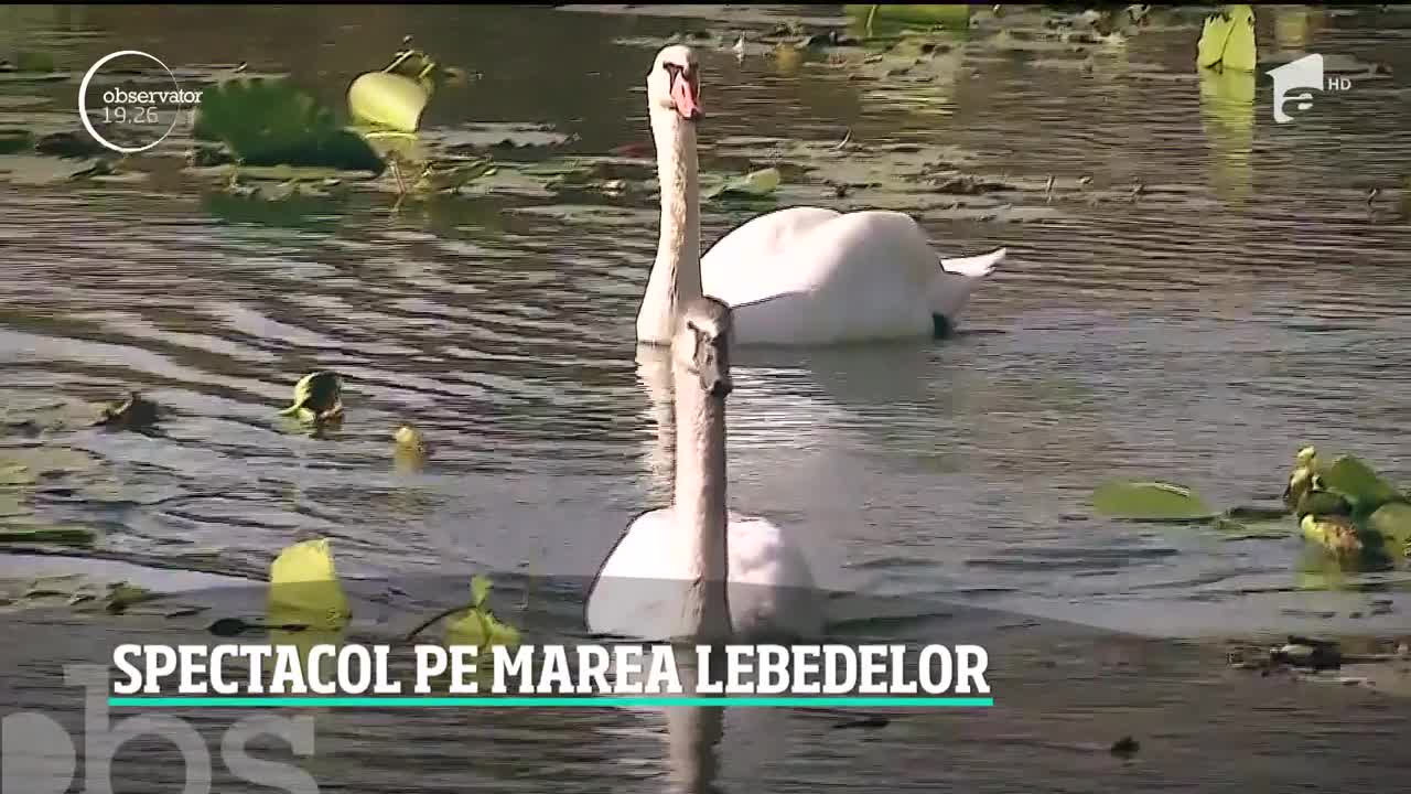 Marea, imagine de poveste şi &icirc;n sezonul rece. Pe apă sau pe plajă, sute de lebede fac spectacol