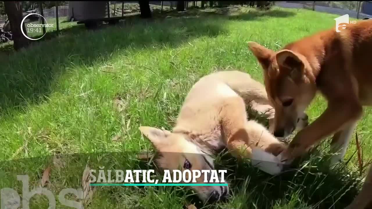 Surpriză uriaşă pentru o familie care a crezut că adoptă un pui de c&acirc;ine