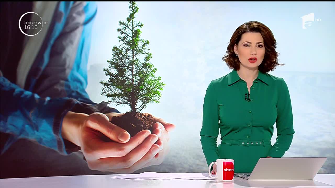 Pădurile Rom&acirc;niei trebuie salvate! Peste o mie de elevi din Braşov au plantat c&acirc;te un brăduţ &icirc;ntr-un ghiveci