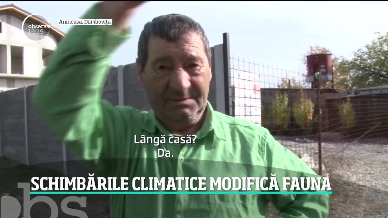 Tot mai mulți șacali &icirc;n Rom&acirc;nia. &Icirc;n Delta Dunării, specia originară din Asia, a decimat populaţiile de căprioare, fazani şi mistreţi