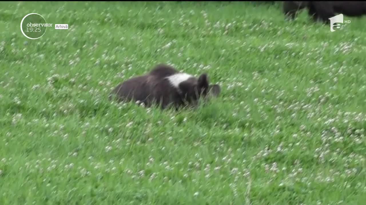 Atacul ursului, filmat chiar de un v&acirc;nător. Ce s-a &icirc;nt&acirc;mplat cu v&acirc;nătorul v&acirc;nat de urs