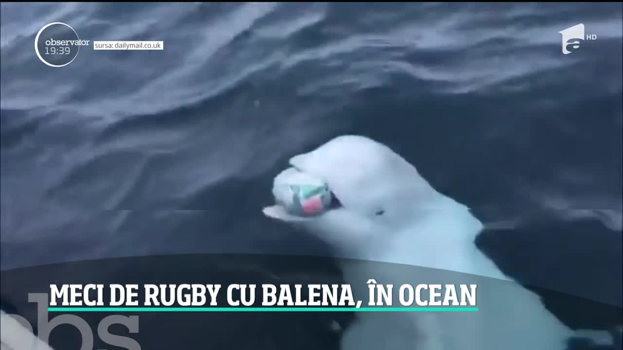 Imposibilul s-a &icirc;nt&acirc;mplat! O balenă albă a fost filmată &icirc;n timp ce joacă rugby, &icirc;n ocean