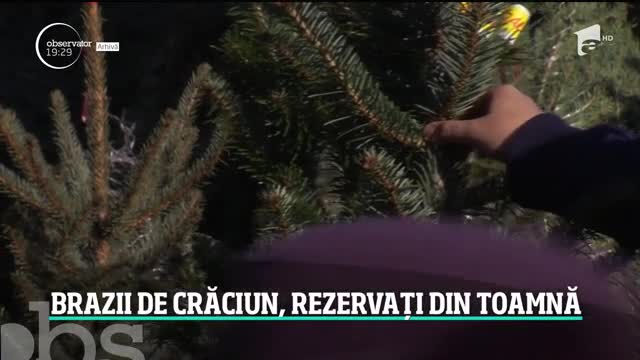 Mulţi rom&acirc;ni şi-au rezervat deja brazii de Crăciun. Rom&acirc;nia a intrat &icirc;n spiritul sărbătorilor de iarnă