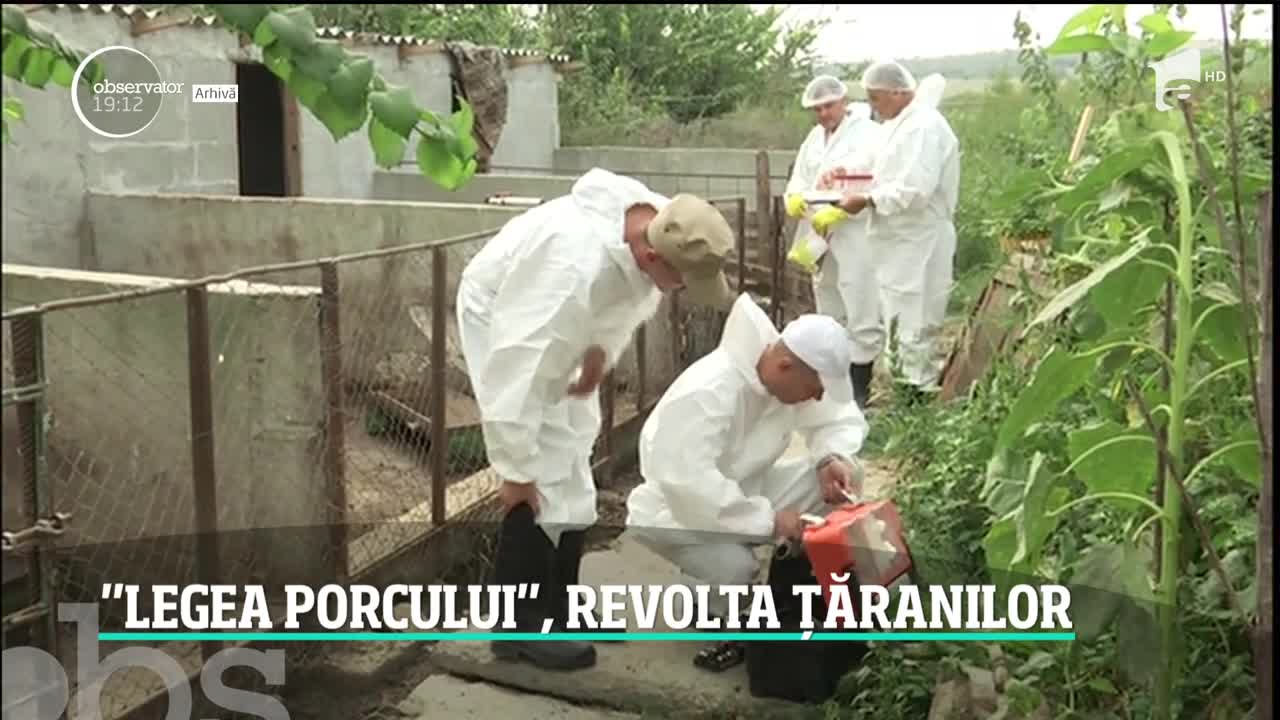 Ţăranii se revoltă după ordinul care limitează numărul de porci &icirc;n gospodărie