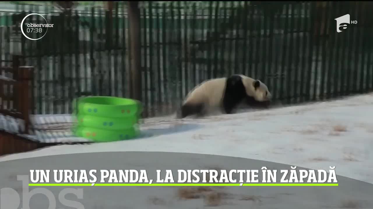 Un urs panda a ieşit la joacă &icirc;n zăpadă
