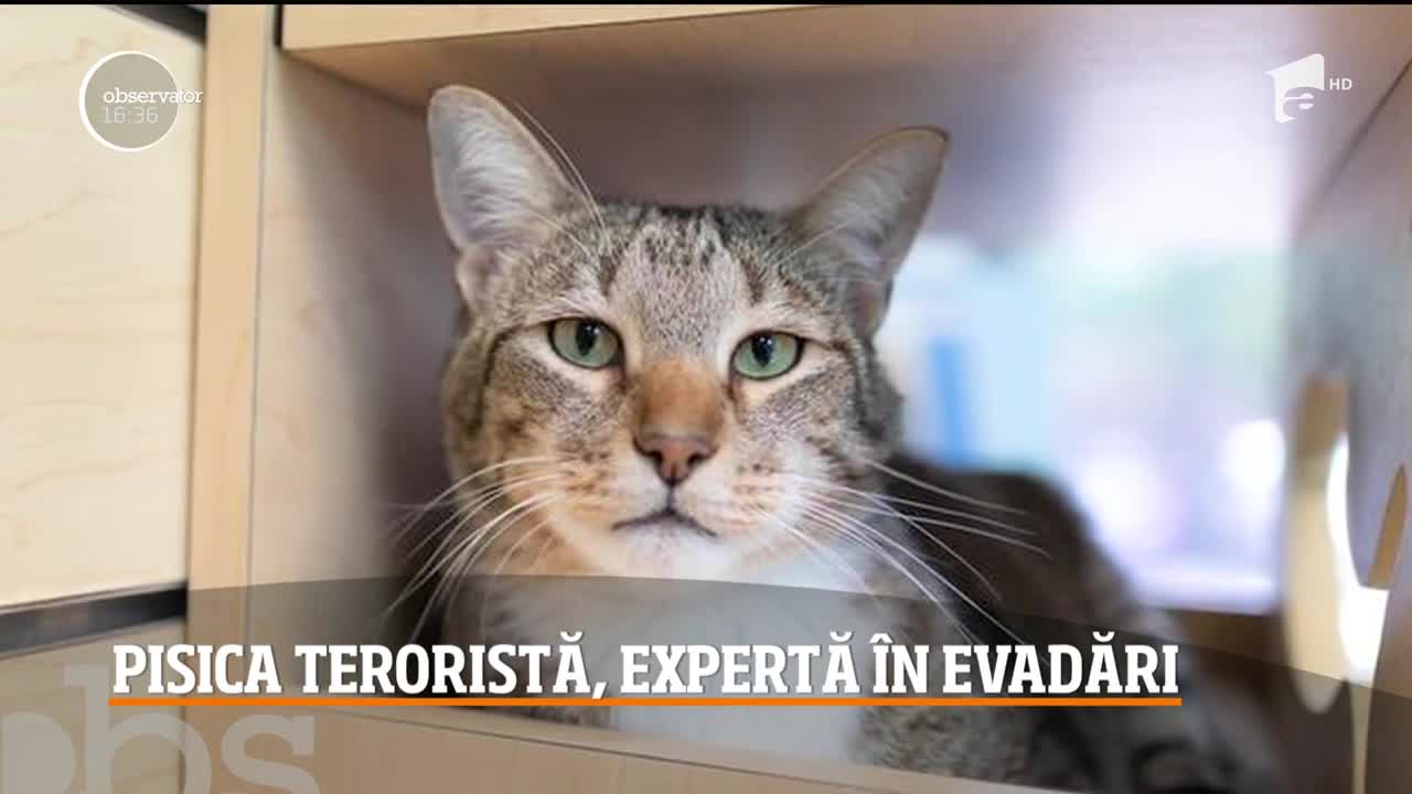 Pisica din Statele Unite, expertă &icirc;n evadări