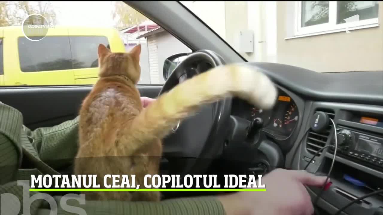 Un pisoi din Ucraina a ajuns taximetrist. Şi are un succes formidabil, &icirc;l cunosc acum toţi internauţii