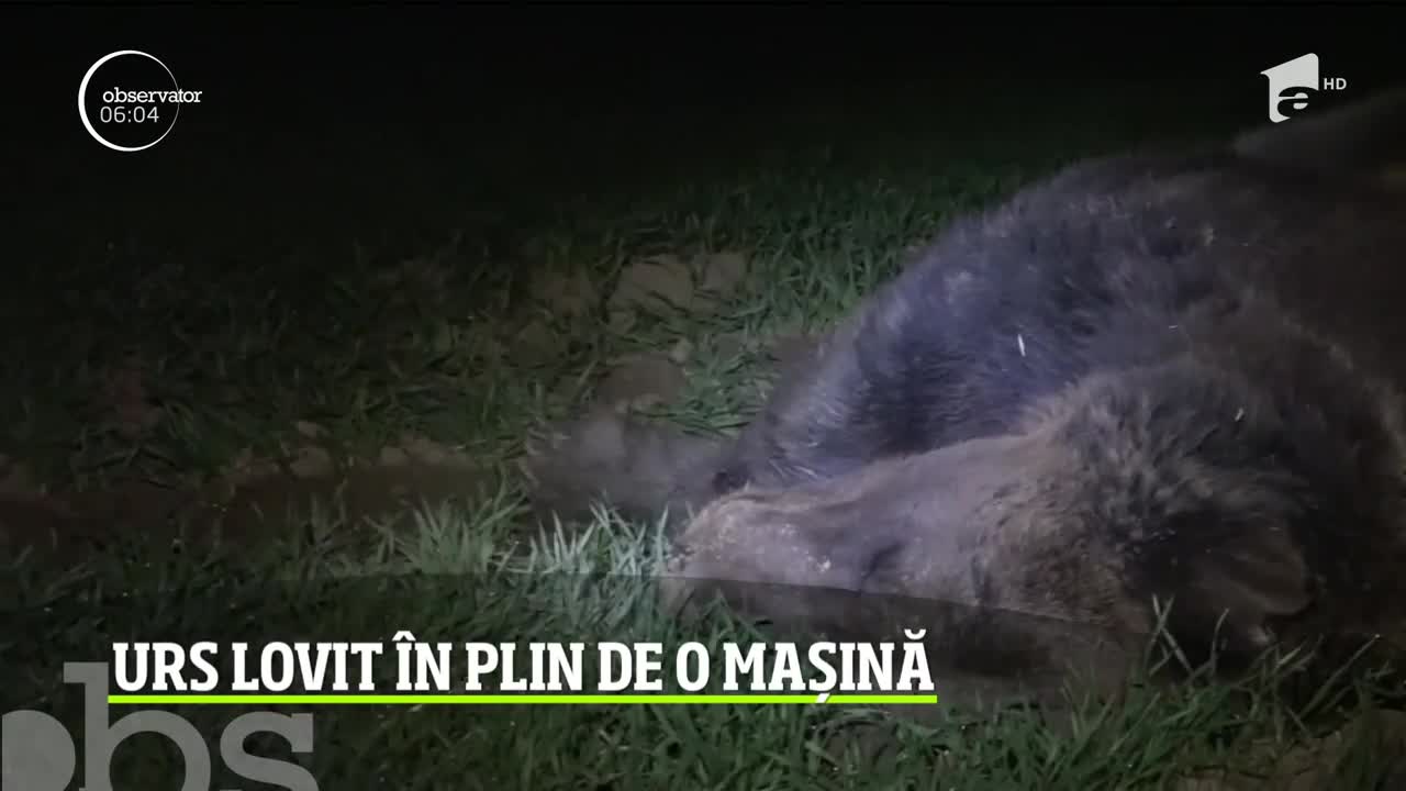 &Icirc;n Harghita, un urs a ieşit &icirc;n calea unei maşini, care nu a mai putut să-l evite. Cele trei persoane din autoturism au scăpat tefere