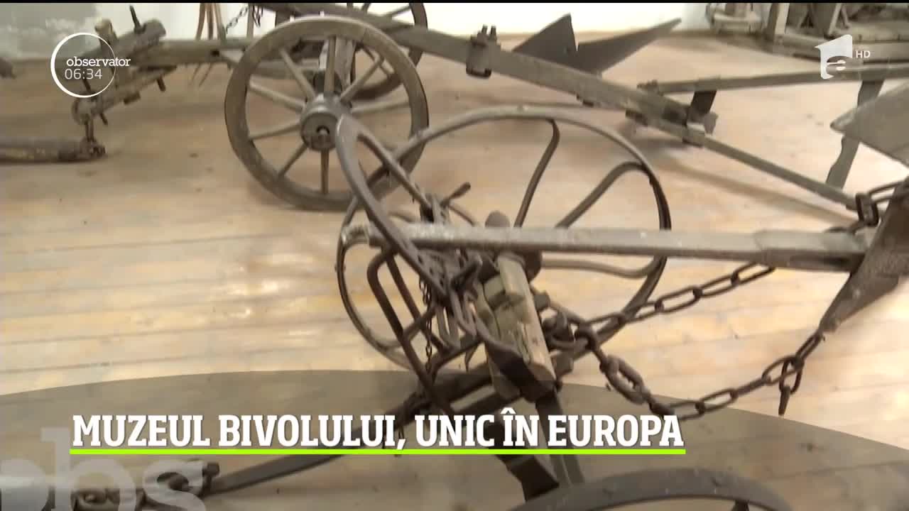 Muzeul Bivolului din judeţul Cluj, unic &icirc;n Europa