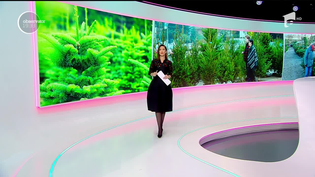 Invadaţi de importuri, vom &icirc;mpodobi brazi de la străini! Faţă de alţi ani, arborii rom&acirc;neşti sunt mult mai puţini