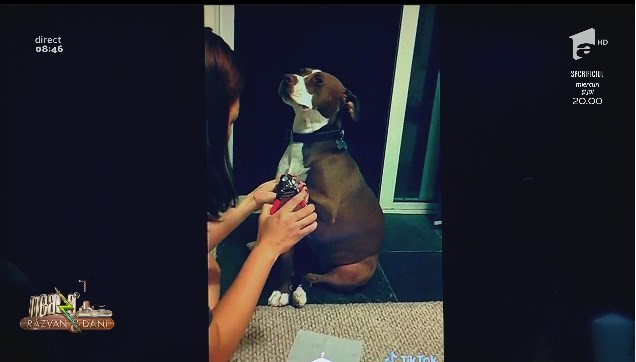 Neatza cu Răzvan și Dani - Smiley news. C&acirc;inele c&acirc;ntăreț și cățelul care leșină la pedichiură