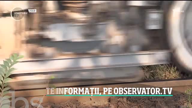 Animalele sălbatice au ajuns şi &icirc;n mijlocul Capitalei! O vulpe se plimbă nestingherită printre blocuri