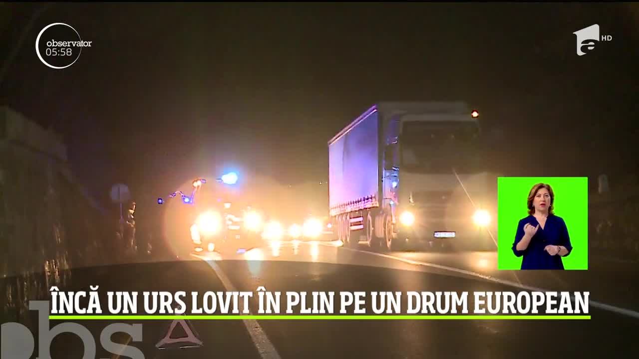 &Icirc;ncă un urs lovit &icirc;n plin pe un drum european