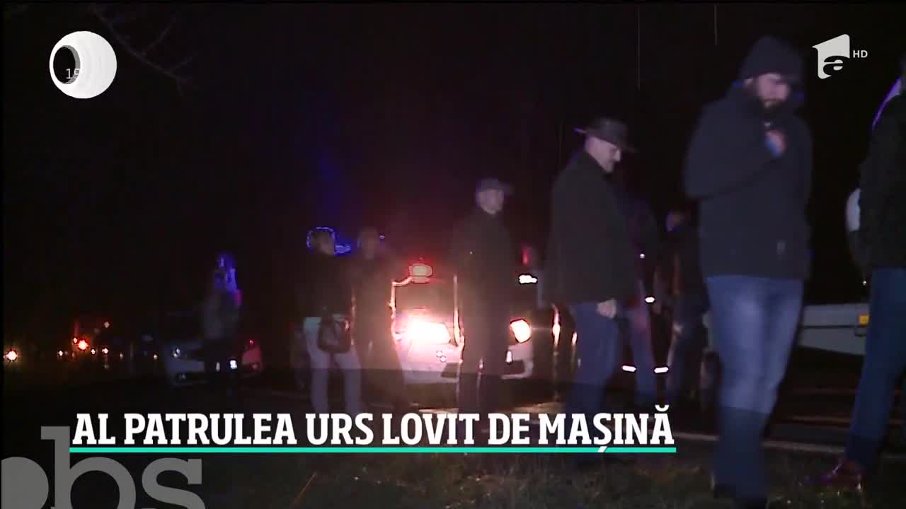 &Icirc;ncă un urs a fost lovit de o maşină! Un şofer care şi-a distrus autoturismul &icirc;ntr-un astfel de impact a fost despăgubit de stat