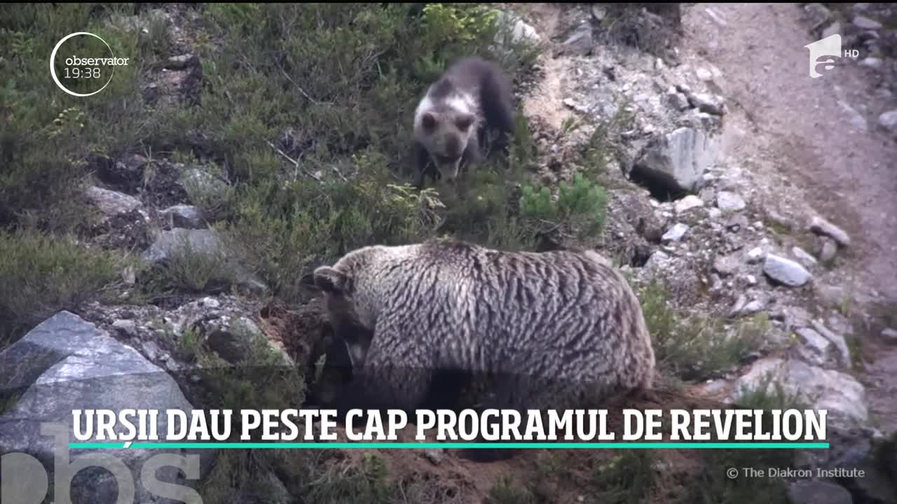 Urşii aflaţi &icirc;n hiberbare au dat peste cap programul evenimentelor de Revelion, &icirc;n Polonia