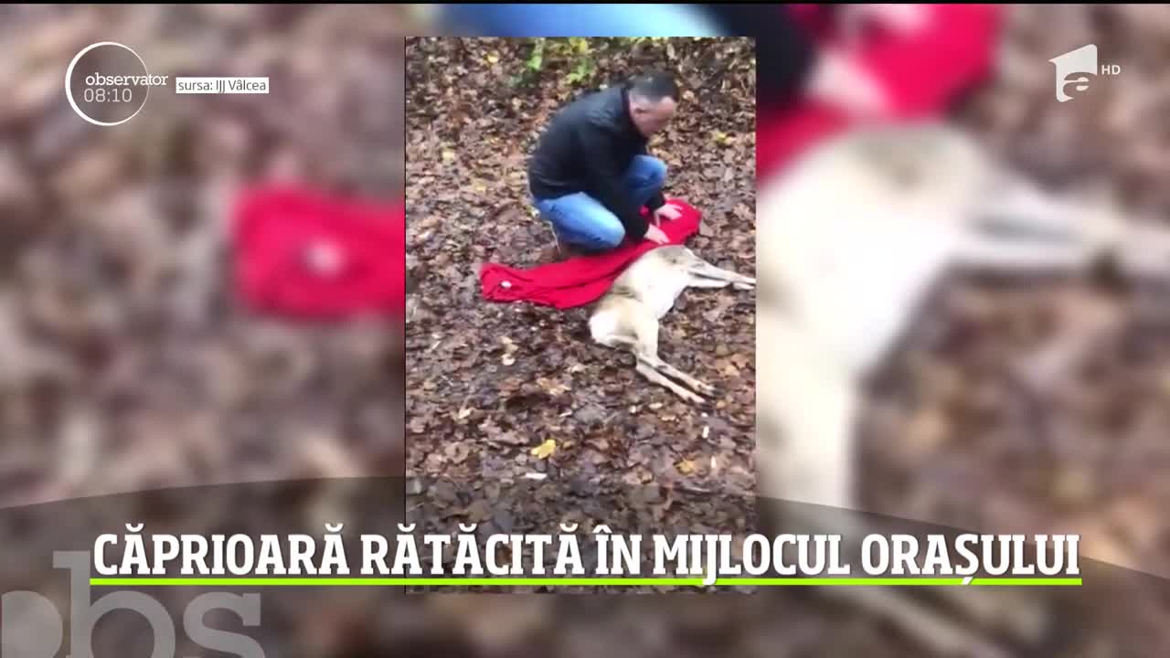 Căprioară rătăcită &icirc;n mijlocul orașului R&acirc;mnicu V&acirc;lcea
