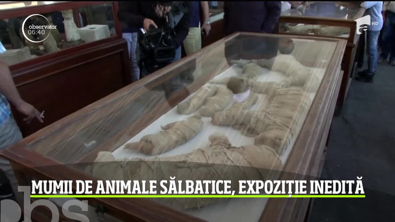 Expoziţie fără precedent &icirc;n Egipt: animale mumificate