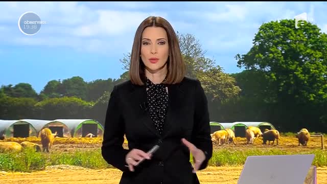 Rom&acirc;nii au &icirc;nceput să-şi aleagă porcul de Crăciun și-l c&acirc;ntăresc cu rulota