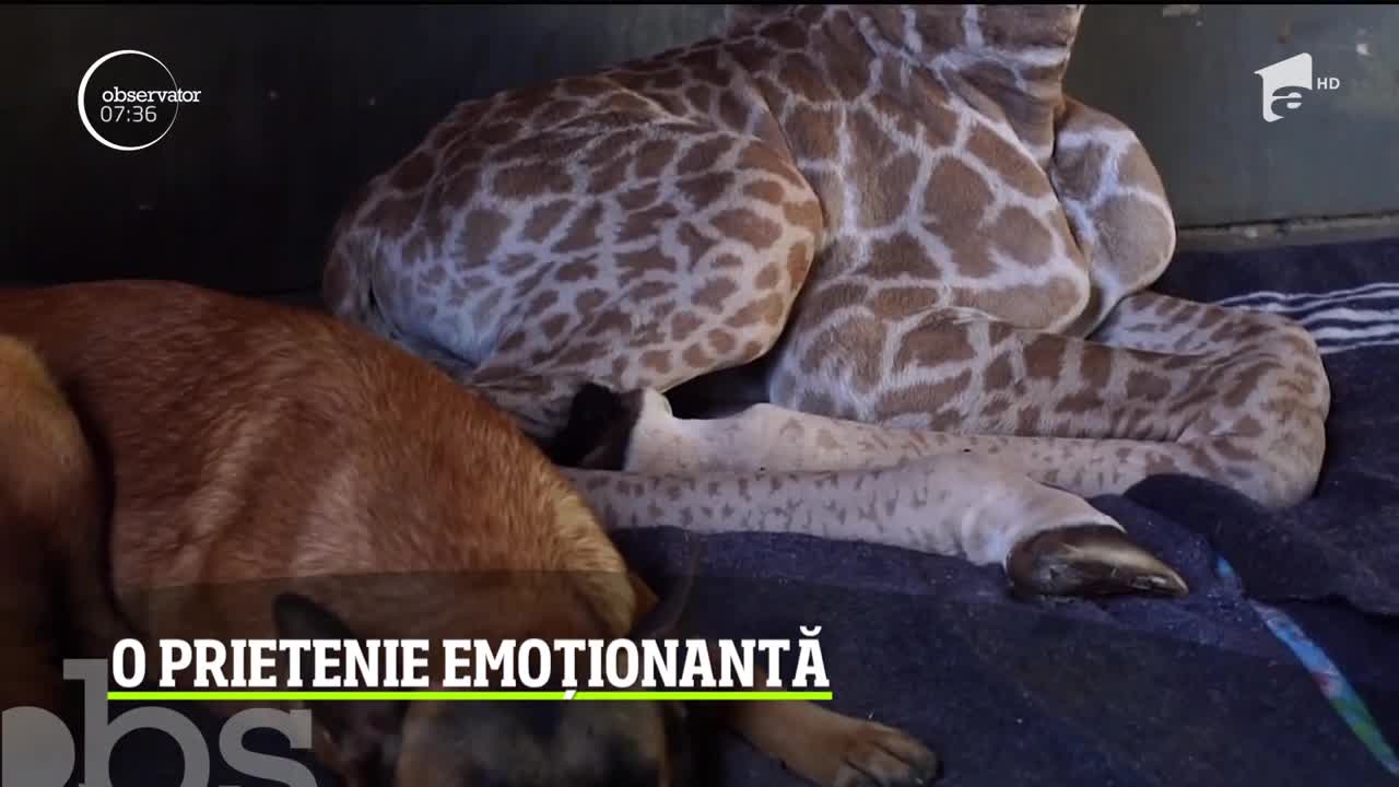 Povestea unui pui de girafă abandonat &icirc;n Africa de Sud a &icirc;nduioşat o lume &icirc;ntreagă
