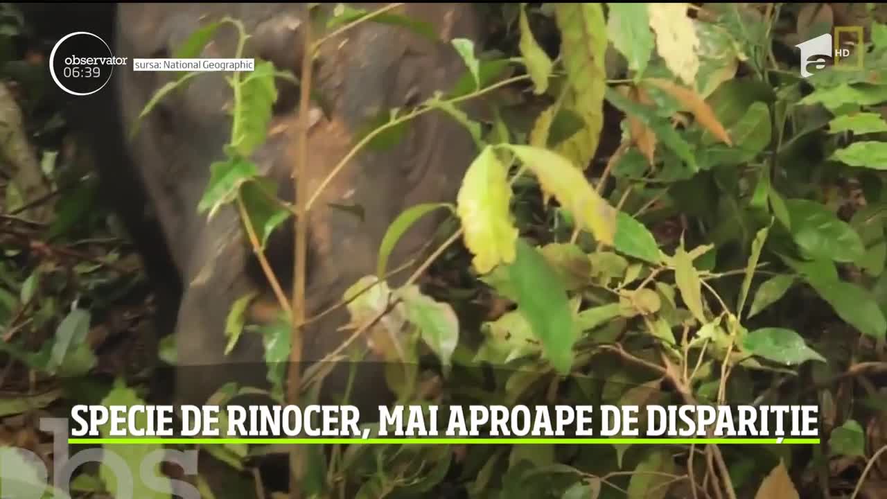 Iman, ultima femelă de rinocer de Sumatra din statul asiatic a murit la v&acirc;rsta de 25 de ani