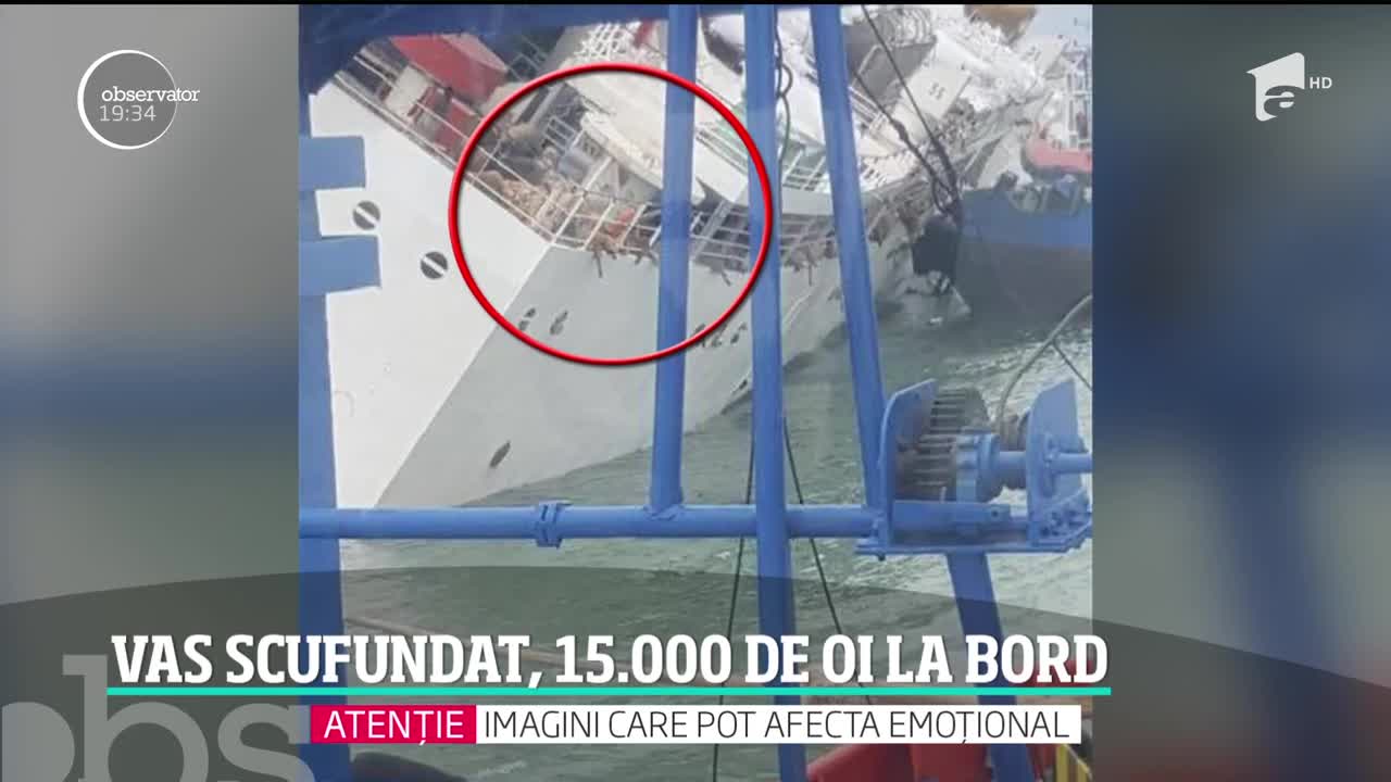 O navă cu 15 mii de oi la bord s-a scufundat &icirc;n portul Midia