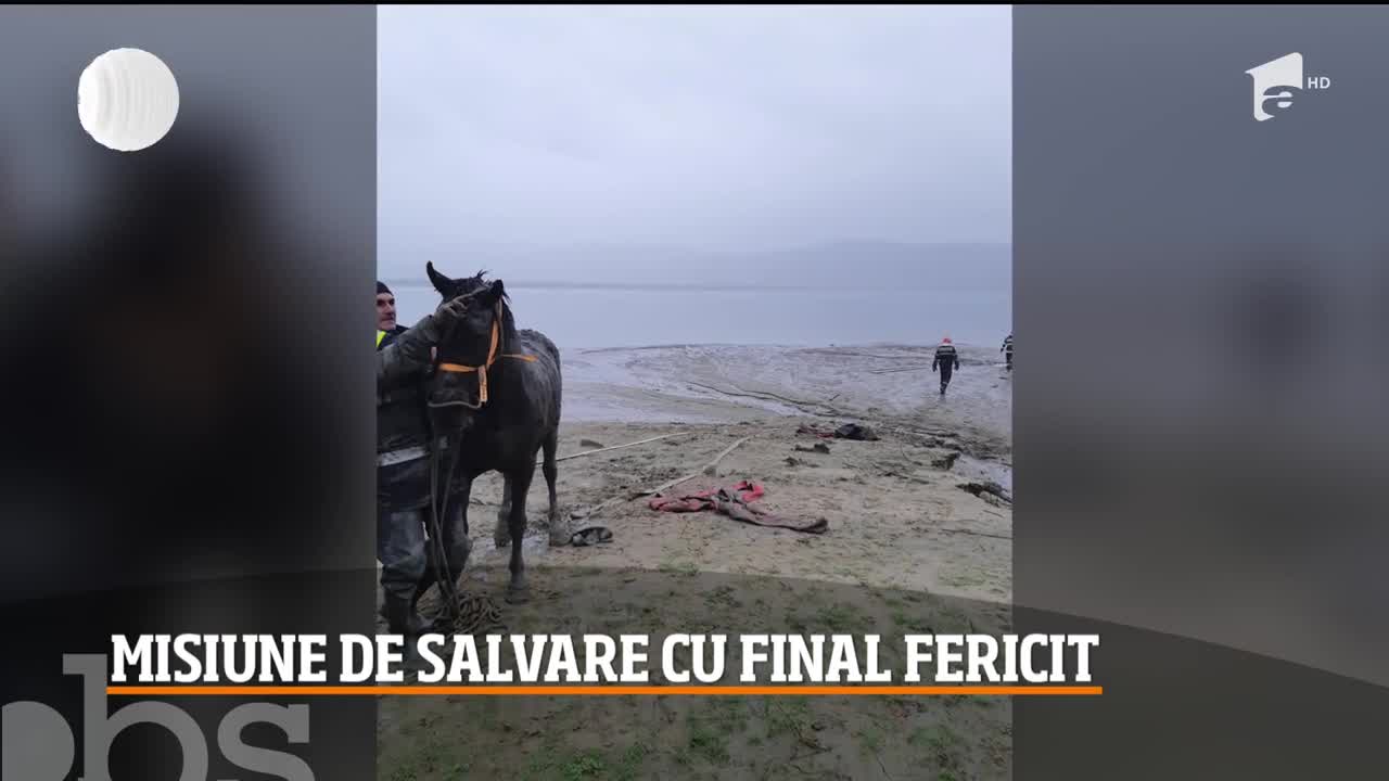 Cal &icirc;mpotmolit p&acirc;nă la g&acirc;t &icirc;n albia r&acirc;ului Argeș, salvat de către pompieri