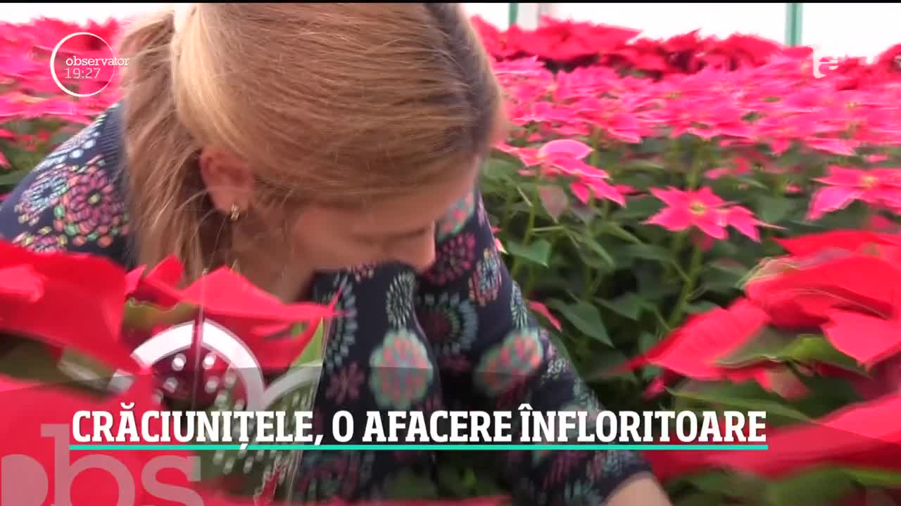 Crăciuniţele, o afacere &icirc;nfloritoare &icirc;n perioada sărbătorilor de iarnă