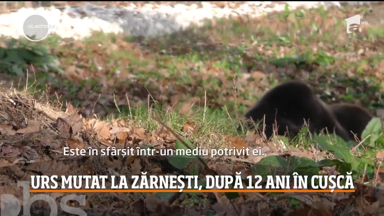 Urs mutat la Zărnești, după 12 ani &icirc;n cușcă
