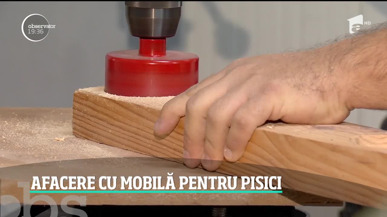 Afacere cu mobilă pentru pisici. Cum arată piaţa mobilierului pentru necuv&acirc;ntătoare