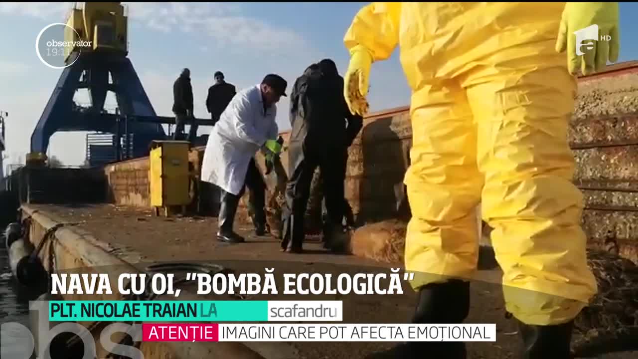 Scandalul oilor care agonizează pe nava răstrunată &icirc;n Marea Neagră a ajuns și la urechile Guvernului