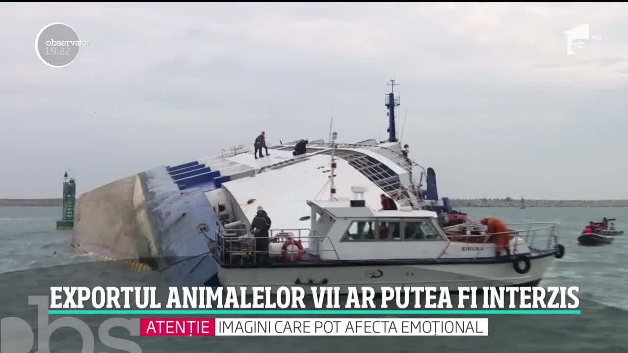Masacrul oilor din portul Midia determină autorităţile să se g&acirc;ndească la schimbarea legii: exportul animalelor vii ar putea fi interzis!