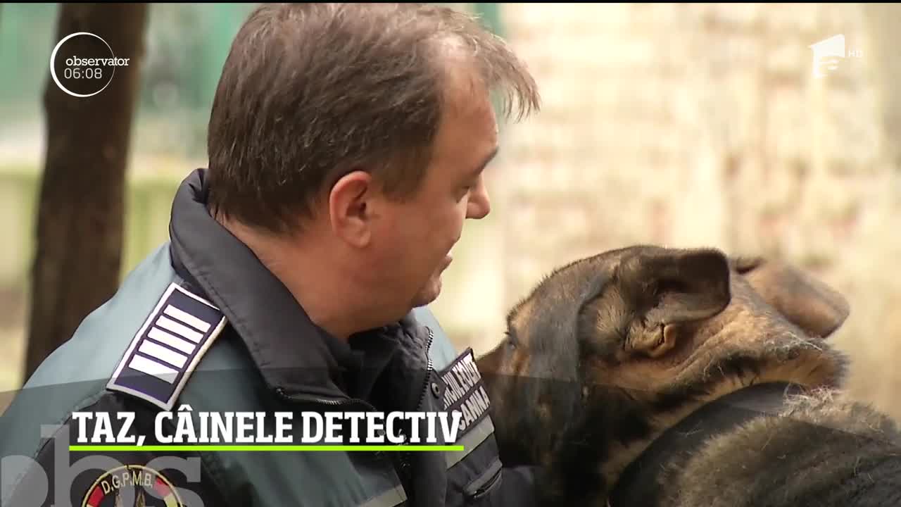 Taz, c&acirc;inele detectiv al Poliției Rom&acirc;ne. Patrupedul a devenit expert &icirc;n detectarea stupefiantelor