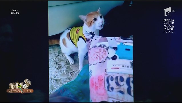 Smiley News - Neatza cu Răzvan și Dani. Pisica microbistă, hoțul de &icirc;nghețată și grănicerul zburător