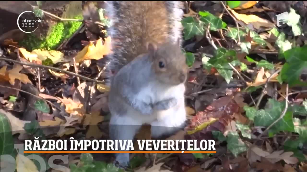 Autorităţile britanice declară război veveriţelor și &icirc;i &icirc;ndeamnă pe oameni să le v&acirc;neze şi chiar să le măn&acirc;nce, pentru a le limita numărul lor
