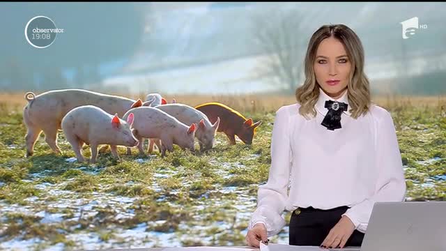 Porcul de Crăciun este mai scump anul acesta