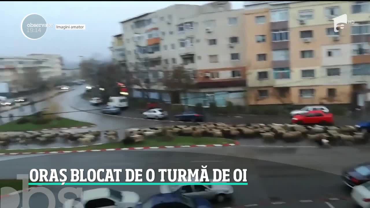 Transhumanţa a blocat un oraş. Șoferii au fost obligaţi să ofere prioritate animalelor