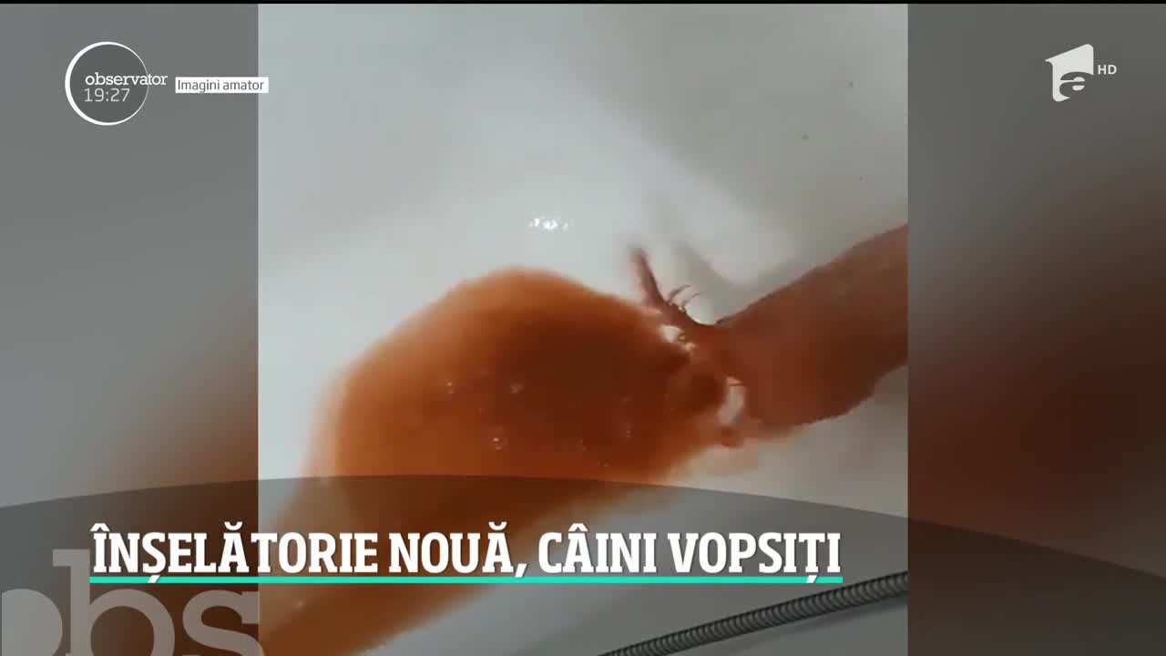O femeie din Constanţa a fost victima unei noi metode de &icirc;nşelăciune. A cumpărat altă rasă de c&acirc;ini dec&acirc;t cea pe care și-o dorea