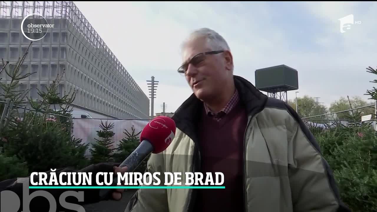 Alegerea bradului de Crăciun, o misiune dificilă pentru rom&acirc;ni