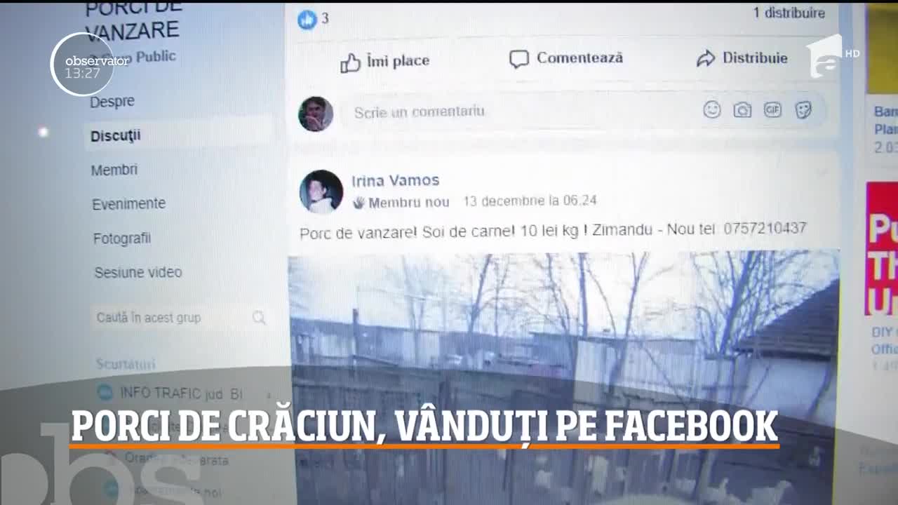 Porci de Crăciun, v&acirc;nduți pe Facebook
