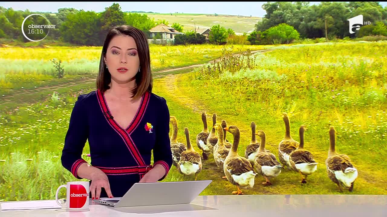 G&acirc;ștele rom&acirc;nești, căutate &icirc;n străinătate