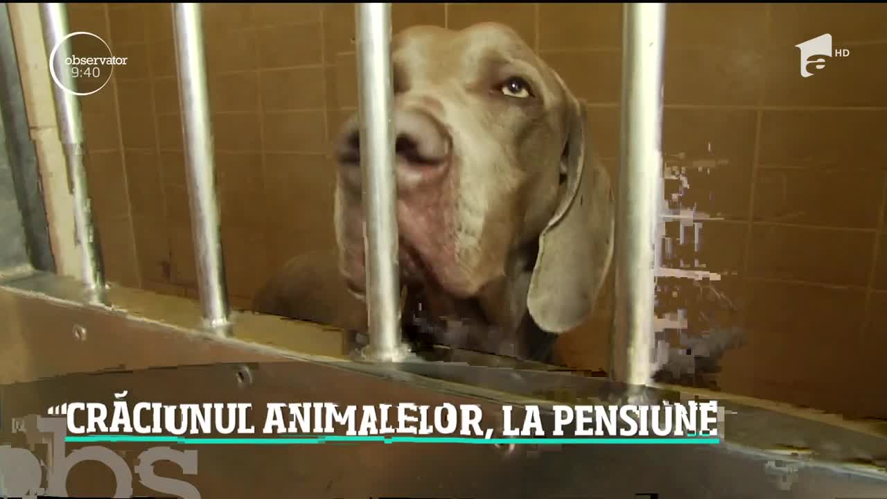 Crăciunul animalelor, la pensiune