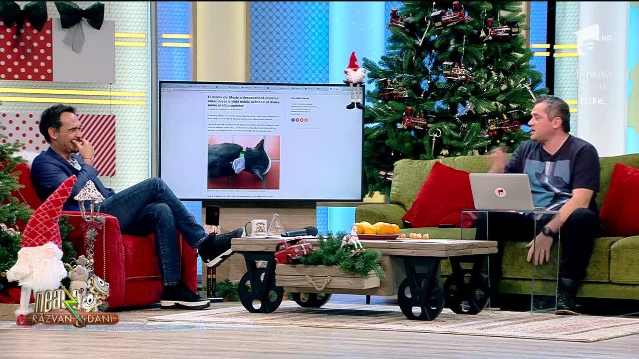 Smiley News - Neatza cu Răzvan și Dani. Un motan din Mexic ducea o viață dublă, av&acirc;nd un al doilea nume și alți proprietari