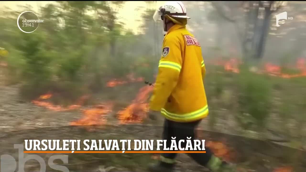 Ursuleț koala, salvat de pompieri din incendiu