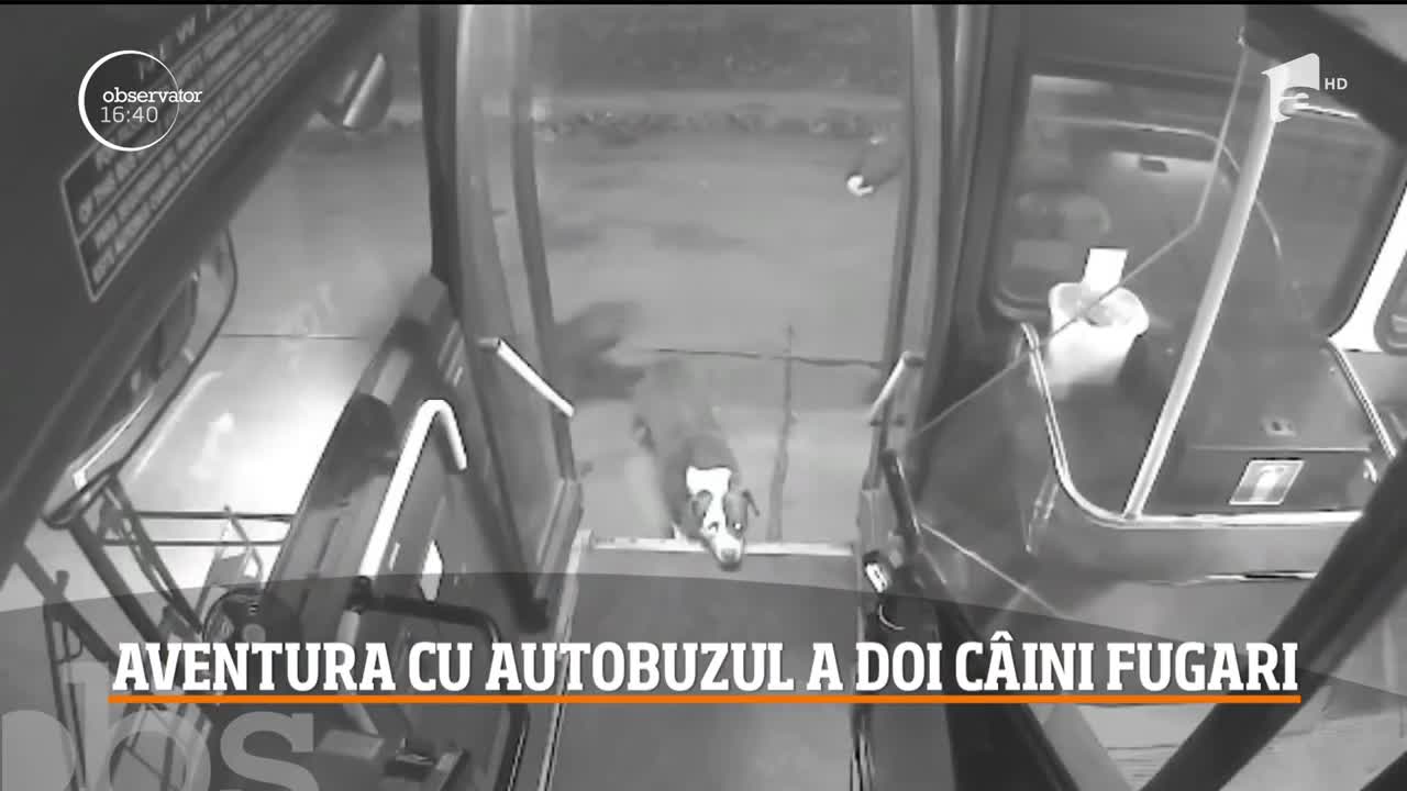 O șoferii de autobuz din a salvat doi c&acirc;ini de rasă care s-au rătăcit