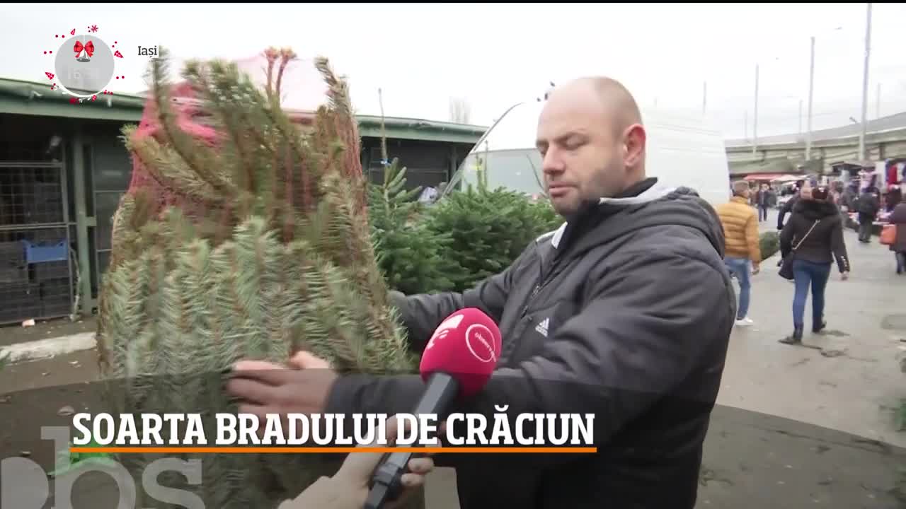 Brazii de Crăciun rămași nev&acirc;nduți &icirc;n Rom&acirc;nia, &icirc;n piețele din Republicii Moldova