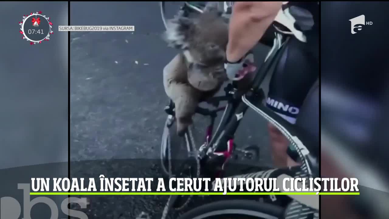 Un koala &icirc;nsetat a cerut ajutorul cicliștilor