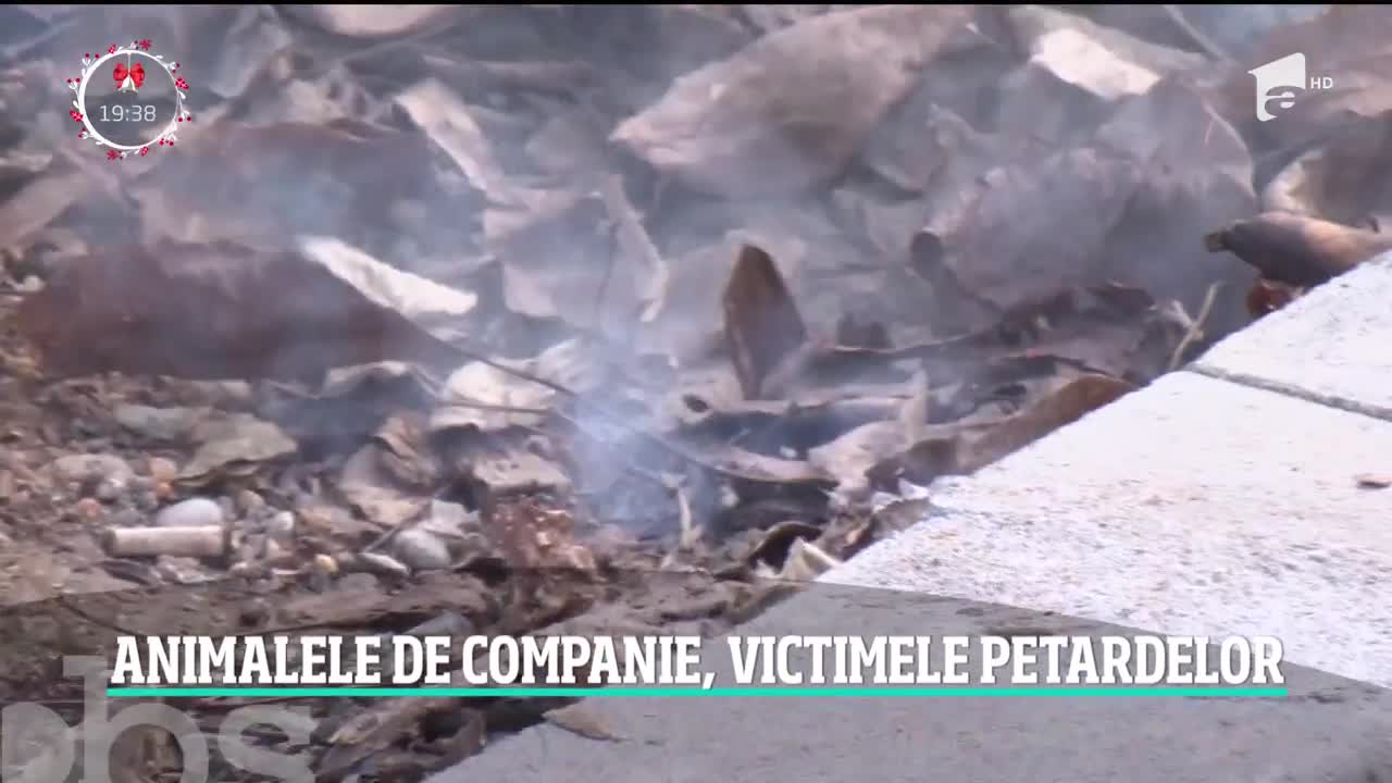 Animalele de companie, victimele petardelor